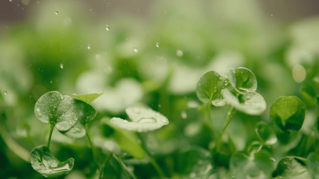 Agrot.org background image