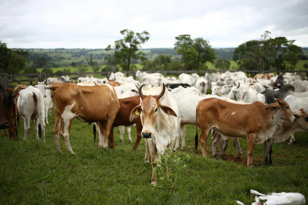 How AgroT Hub Is Transforming Ghana’s Livestock Sector with Cattle&nbsp;Breeding