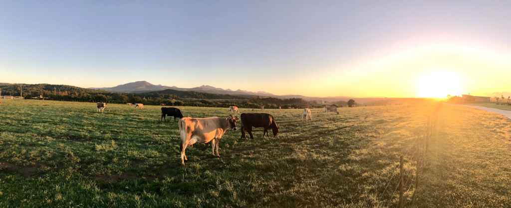 A Ghanaian herder leading cattle across savannah grasslands at sunset, symbolizing resilience and growth in Ghana’s cattle industry.